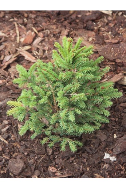 Ялина звичайна / європейська Баррі